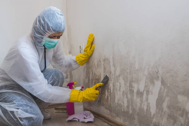 Best Mold Remediation  in Huber Ridge, OH