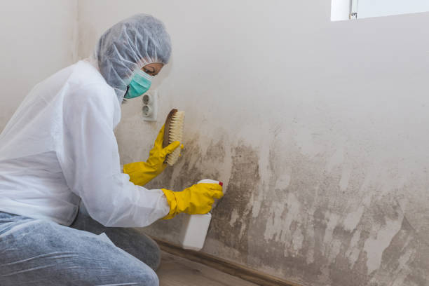 Best Mold Remediation  in Huber Ridge, OH