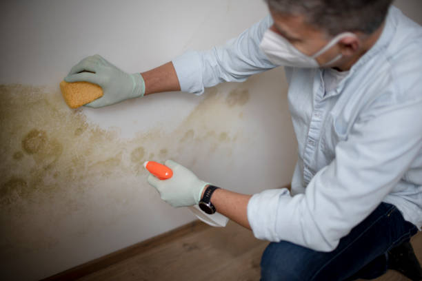 Mold Removal Process in Huber Ridge, OH