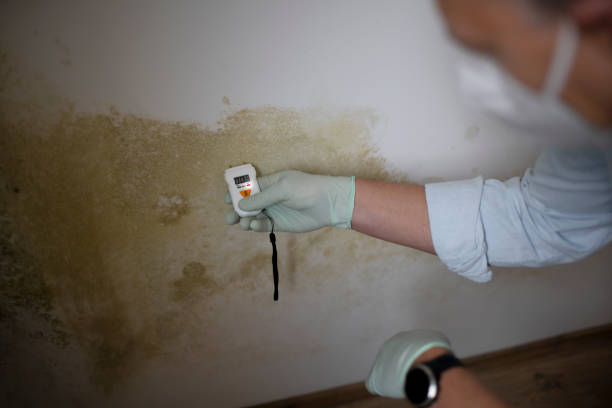 Best Professional Mold Removal  in Huber Ridge, OH