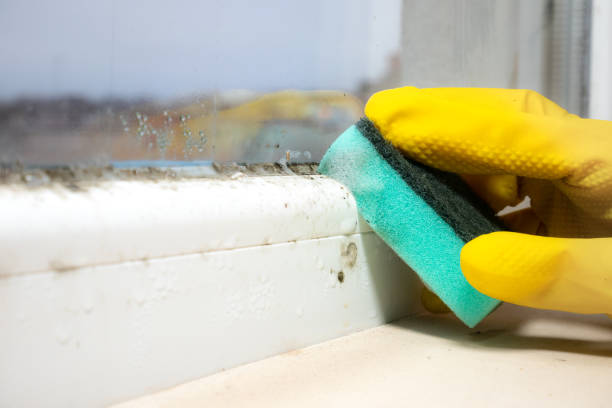 Mold Removal and Inspection in Huber Ridge, OH
