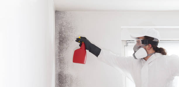 Best Mold Damage Repair  in Huber Ridge, OH